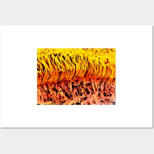 Coloured SEM of a section through the human retina (P424/0098) Posters and Art